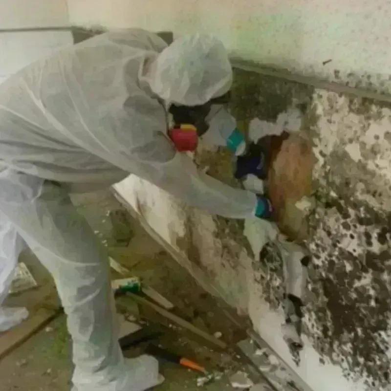 Mold Remediation and Removal in Russellville, AL